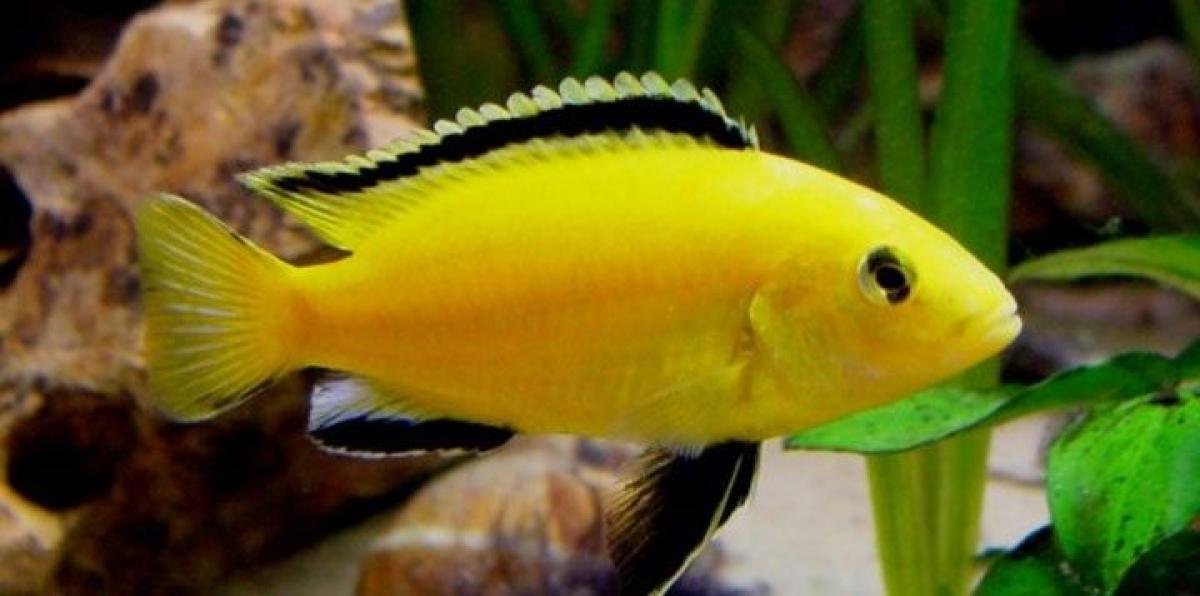 Cichlid fish – the leader who knows how to overpower weakness